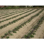 滴灌帶(鑲片式滴水帶) - 安稼企業股份有限公司