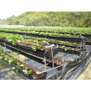 滴灌帶(鑲片式滴水帶)