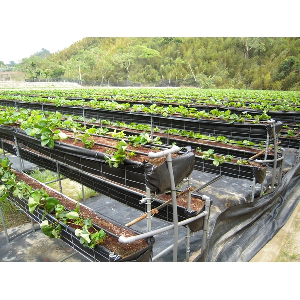 滴灌帶(鑲片式滴水帶) 滴灌帶(鑲片式滴水帶),安稼企業股份有限公司