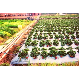 噴水管灌溉系統專用管路配件