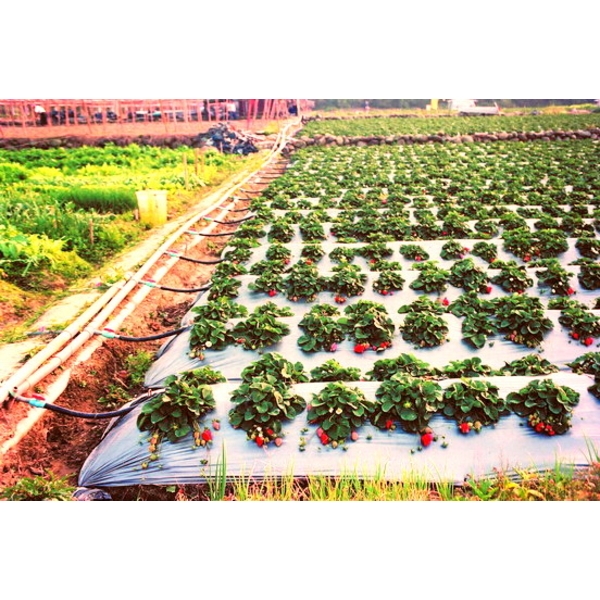 噴水管灌溉系統專用管路配件,安稼企業股份有限公司