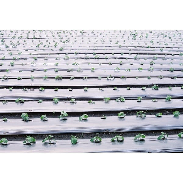 銀黑覆蓋地膜PE塑膠膜