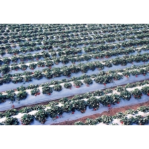 銀黑覆蓋地膜PE塑膠膜