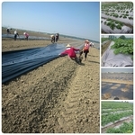 銀黑覆蓋地膜PE塑膠膜 - 安稼企業股份有限公司