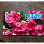 八重櫻 , 東平種苗園