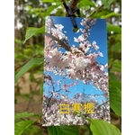 白寒櫻 , 東平種苗園
