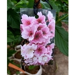 三色寒櫻 , 東平種苗園