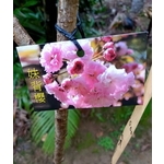 妹背櫻 , 東平種苗園