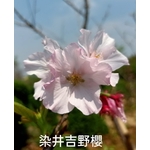 染井吉野櫻 , 東平種苗園