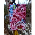 香水紅粉佳人 , 東平種苗園