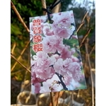 普賢象櫻 , 東平種苗園