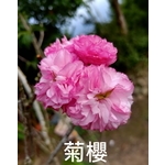 菊櫻 , 東平種苗園