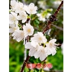 福爾摩沙櫻 , 東平種苗園