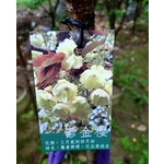 鬱金櫻 , 東平種苗園