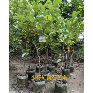 少籽紅寶石芭樂 , 東平種苗園