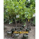 少籽紅寶石芭樂 , 東平種苗園