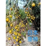 日本垂柿 , 東平種苗園