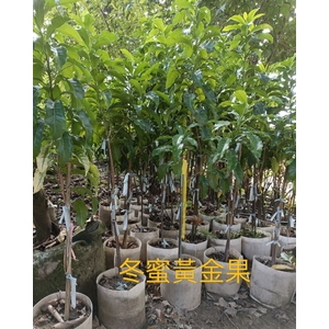 冬蜜黃金果 , 東平種苗園