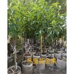 冬蜜黃金果 , 東平種苗園