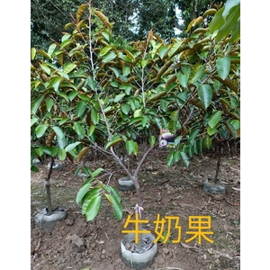 牛奶果 , 東平種苗園