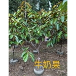 牛奶果 , 東平種苗園