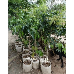 玉荷包荔枝 , 東平種苗園