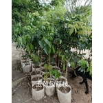 玉荷包荔枝 , 東平種苗園