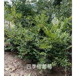 四季樹葡萄 , 東平種苗園