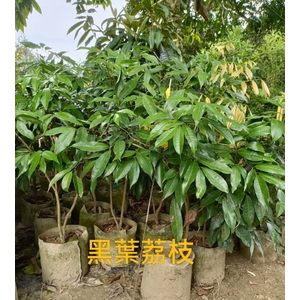 黑葉荔枝 , 東平種苗園