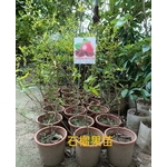 石榴果苗 , 東平種苗園