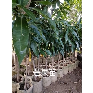 芒果苗 , 東平種苗園