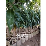 芒果苗 , 東平種苗園