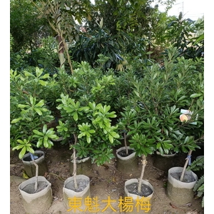 東魁大楊樹 , 東平種苗園