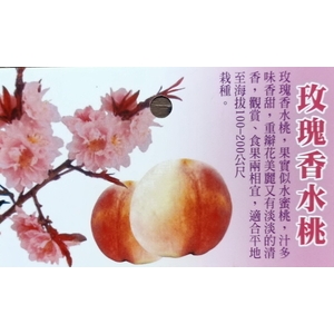 玫瑰香水桃 , 東平種苗園