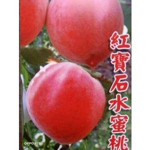 紅寶石水蜜桃 , 東平種苗園