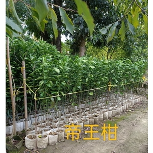 帝王柑 , 東平種苗園