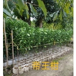 帝王柑 , 東平種苗園