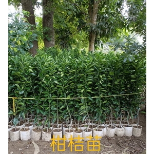 柑桔苗 , 東平種苗園