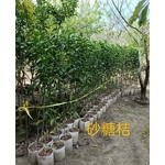 砂糖桔 , 東平種苗園