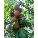 珍珠李 , 東平種苗園