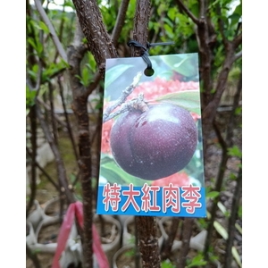 特大紅肉李 , 東平種苗園