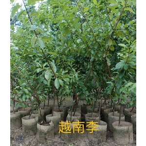 越南李 , 東平種苗園