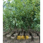 越南李 , 東平種苗園