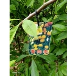 黃肉李 , 東平種苗園