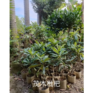 茂木枇杷 , 東平種苗園