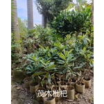 茂木枇杷 , 東平種苗園