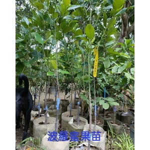 波蘿蜜果苗 , 東平種苗園