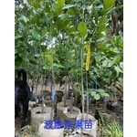 波蘿蜜果苗 , 東平種苗園