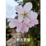 粉吉野櫻 , 東平種苗園
