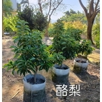 酪梨 , 東平種苗園